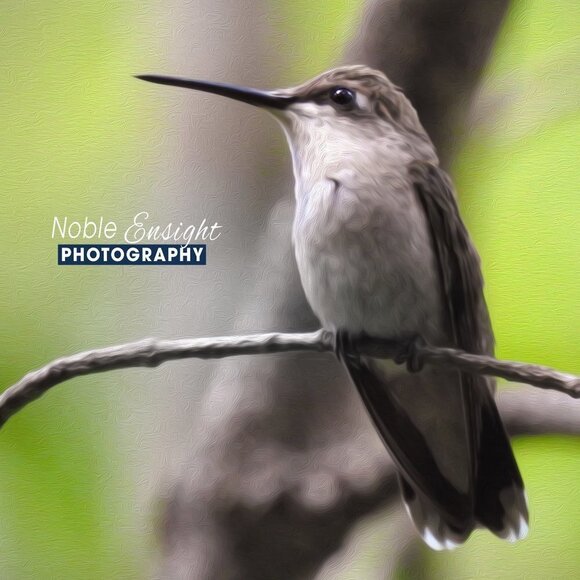Hummingbird Gorgeous Oil Painting Art Photography Print - Picture 3 of 5